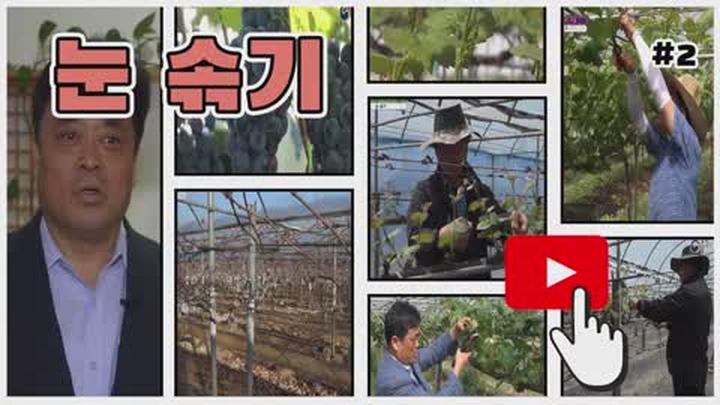 포도 가지 관리기술 - 눈 솎기 작업 비디오 썸네일 이미지