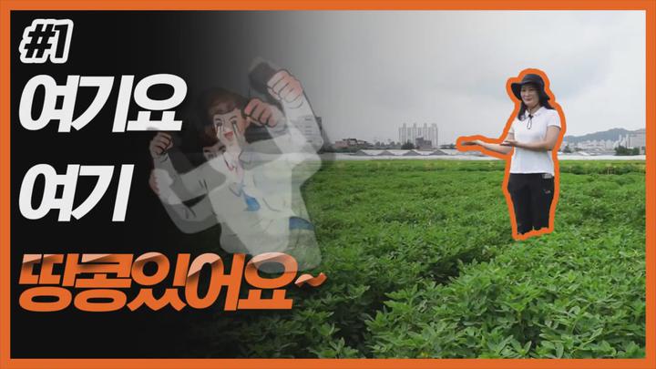 땅콩 주요 육성 품종 - 땅콩 주요 품종 비디오 썸네일 이미지