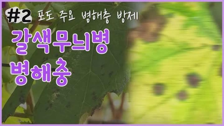 포도 주요 병해충 방제 - 갈색무늬병 비디오 썸네일 이미지