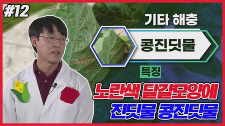 콩 주요 병해충 방제 - 콩진딧물 비디오 썸네일 이미지