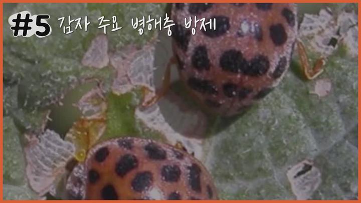 감자 주요 병해충 방제 - 큰28점박이무당벌레 비디오 썸네일 이미지