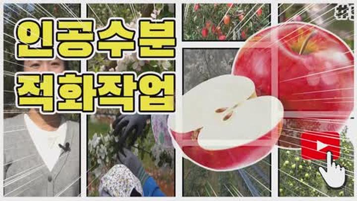 사과 적화 적과 요령 - 인공수분 적화작업 비디오 썸네일 이미지