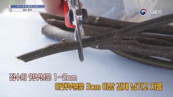 과수 펀치접목법 - 접수 준비, 준비 재료 비디오 썸네일 이미지