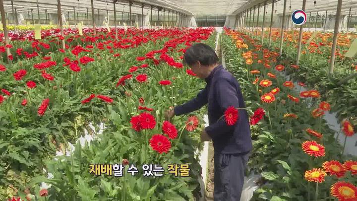 농업기술_거베라 신품종 특성 및 재배법 비디오 썸네일 이미지