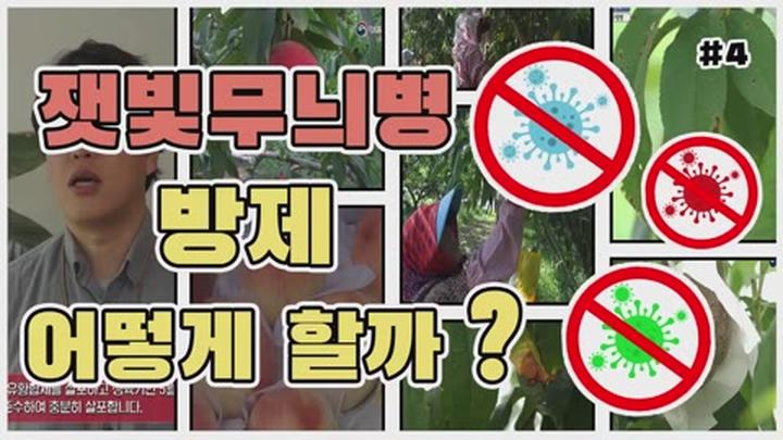 복숭아 주요 병해충 방제 - 잿빛무늬병 방제 비디오 썸네일 이미지