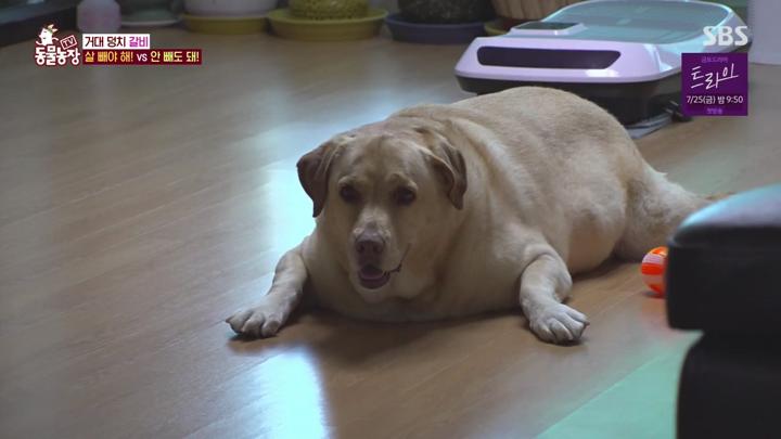 TV 동물농장.E1230.250720.720p-NEXT 비디오 썸네일 이미지