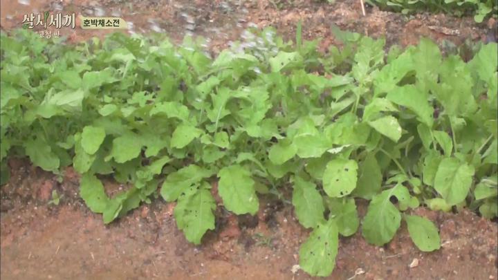 삼시세끼 시즌5 고창편.E02.160708.1080p-FHD 비디오 썸네일 이미지