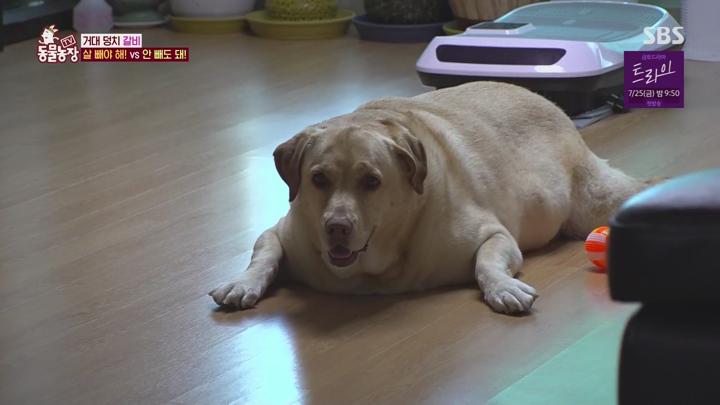 TV 동물농장.E1231.250720.1080p.WANNA 비디오 썸네일 이미지