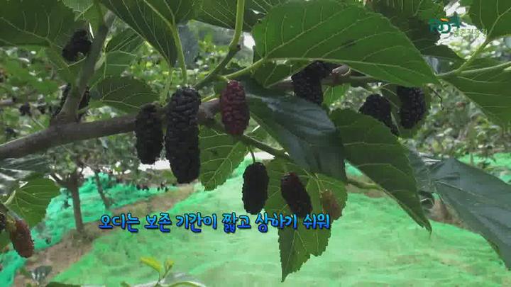 [농업기술동영상] 감국 재배기술 비디오 썸네일 이미지