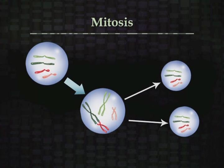 [과학] 분자생물학_유전학.06. Chromosomes and Sexual Reproduction 비디오 썸네일 이미지