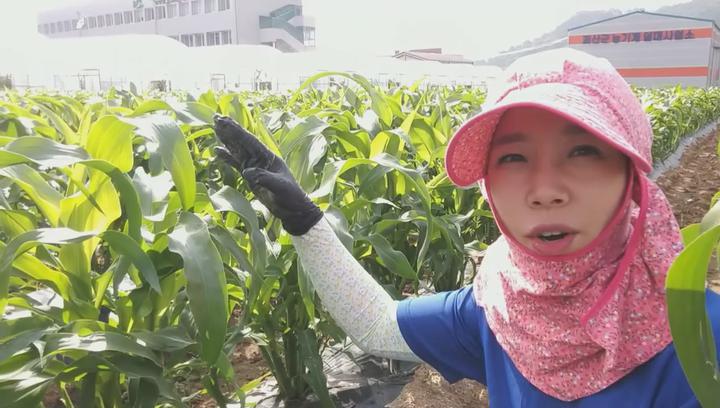 [옥수수재배] 옥수수 곁순제거 시기&amp;방법 비디오 썸네일 이미지
