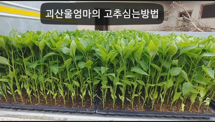 [고추재배] 고추심는방법 비디오 썸네일 이미지