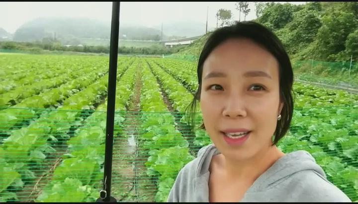 [배추재배] 정식후 23일째 배추결구기전 관리와 방제 비디오 썸네일 이미지