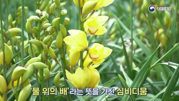 농업기술_심비디움 개화기 관리방법 비디오 썸네일 이미지