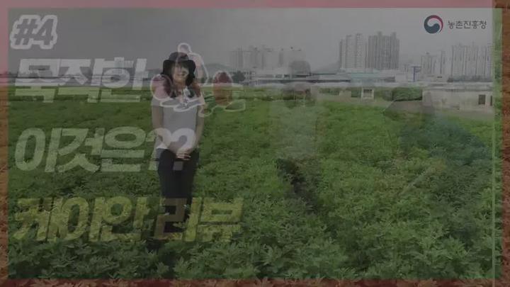 땅콩 주요 육성 품종 - 케이올 비디오 썸네일 이미지