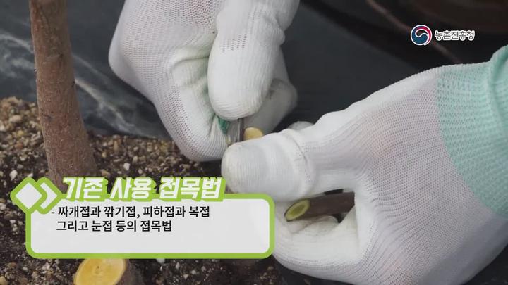 과수 펀치접목법 - 접수 채취, 접목 시기 비디오 썸네일 이미지