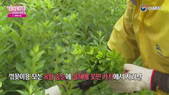 농업기술_봄의 전령, 조경용 철쭉 재배기술 비디오 썸네일 이미지