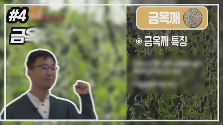 알려라 참깨 주요 품종과 재배기술 - 금옥깨 비디오 썸네일 이미지