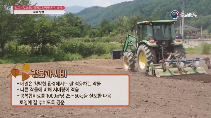 메밀 재배_재배방법 비디오 썸네일 이미지
