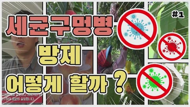 복숭아 주요 병해충 방제 - 세균구멍병 방제 비디오 썸네일 이미지