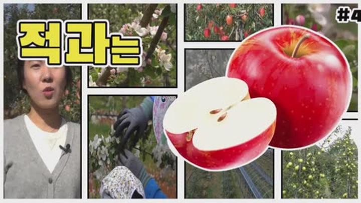 사과 적화 적과 요령 - 적과 방법 비디오 썸네일 이미지