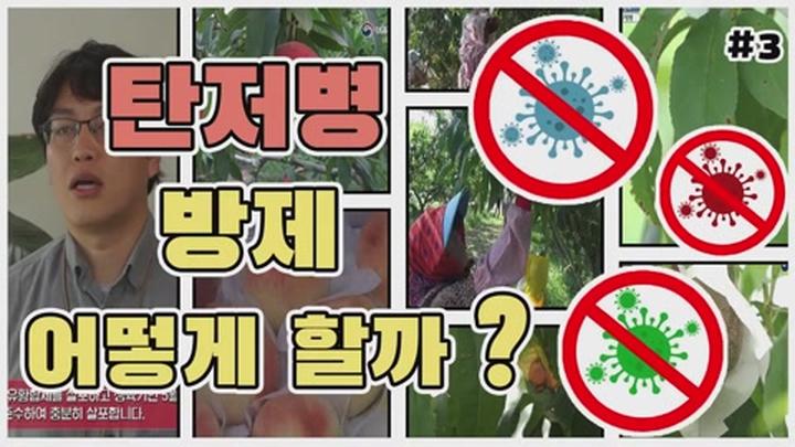 복숭아 주요 병해충 방제 - 탄저병 방제 비디오 썸네일 이미지