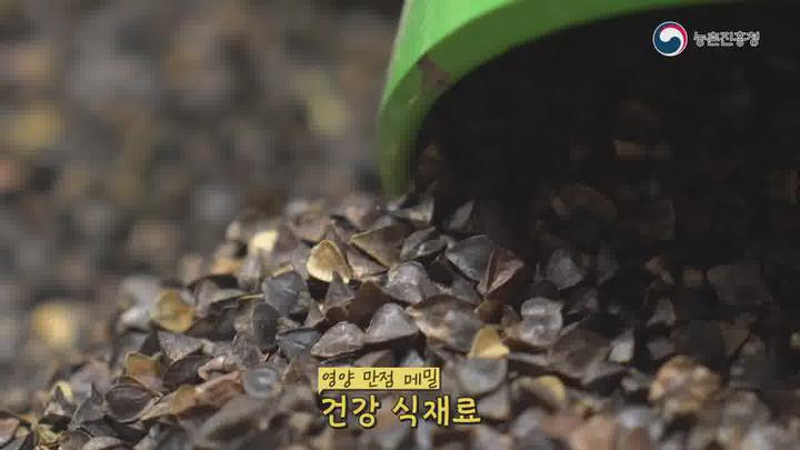 농업기술_메밀 기계화 재배기술 비디오 썸네일 이미지