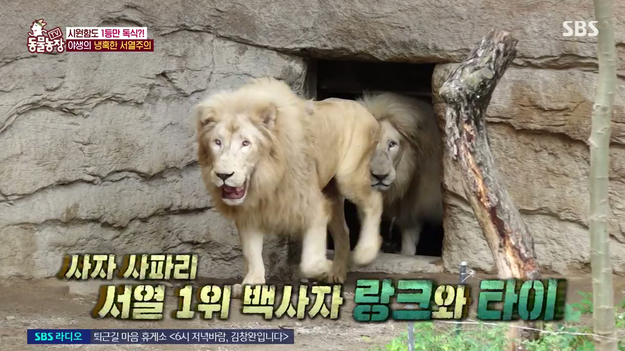 썸네일 이미지