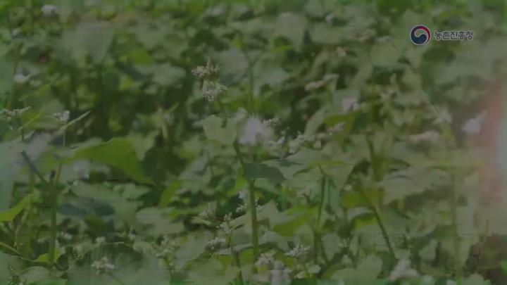 메밀 재배_조류피해 예방 비디오 썸네일 이미지