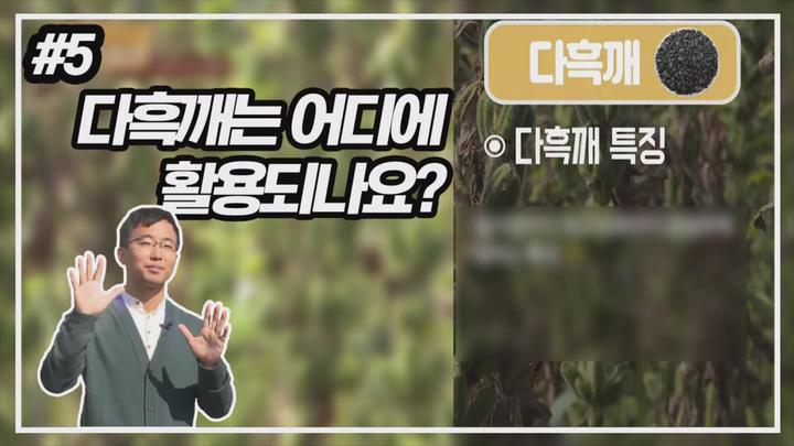 알려라 참깨 주요 품종과 재배기술 - 다흑깨 비디오 썸네일 이미지